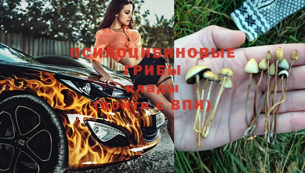 ПСИЛОЦИБИНОВЫЕ ГРИБЫ Елабуга